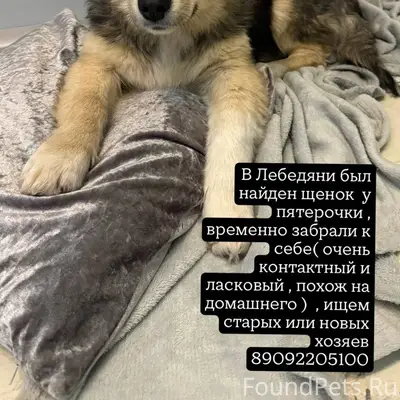 Был найден щенок ( мальчик ) ,...