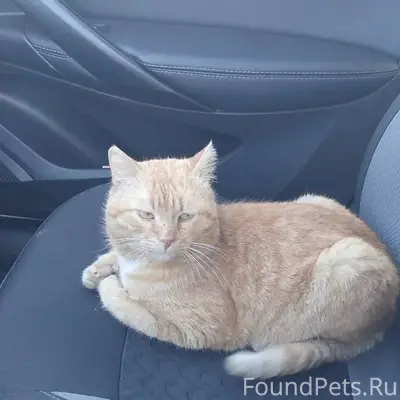 Пропал кот, улица Сельхозтехни...