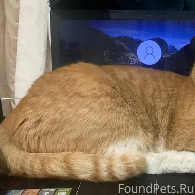 Пропал кот, на острове. Абрамо...