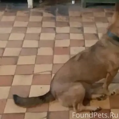 Вчера пропал пес, среднего раз...