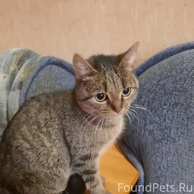 Найдена кошка в подъезде дома ...