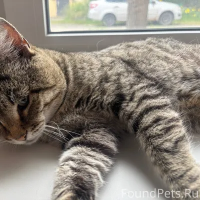 #Калуга ❗️❗️❗️Пропал кот, Барс...