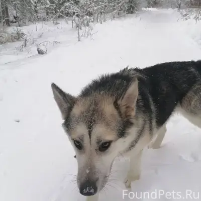 Добрый день! Кто потерял собак...