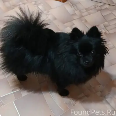 Хабаровск,потерялась собака по...