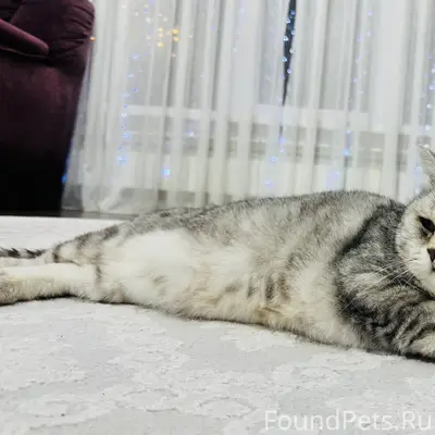 Пропал британский кот в 11 мик...