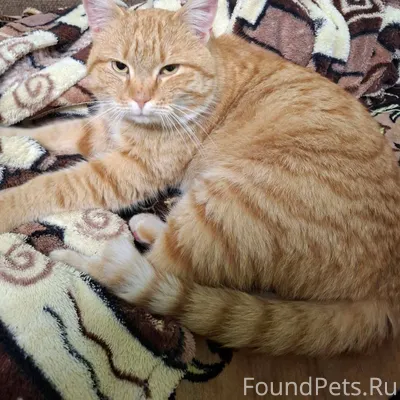 Найден рыжий кот недалеко от ц...