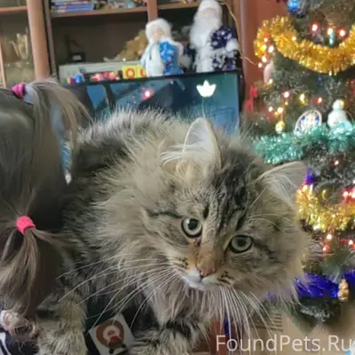 Пропал кот. На нем был ошейник...