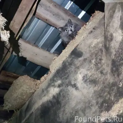 Найдена кошка в гараже на Птиц...