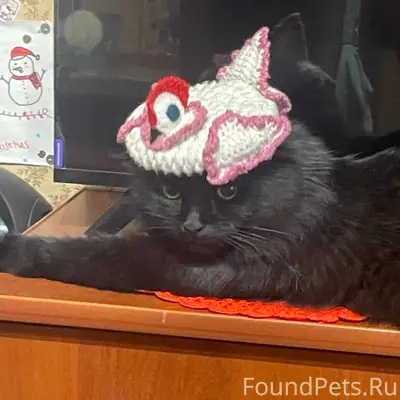 Пропал кот,черного цвета,пушис...