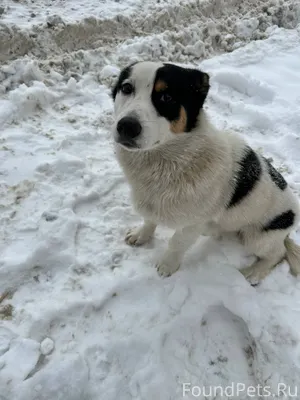 Чья потеряшка? На улице доброл...