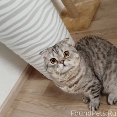 Пропал кот в пос. Солнечном, е...