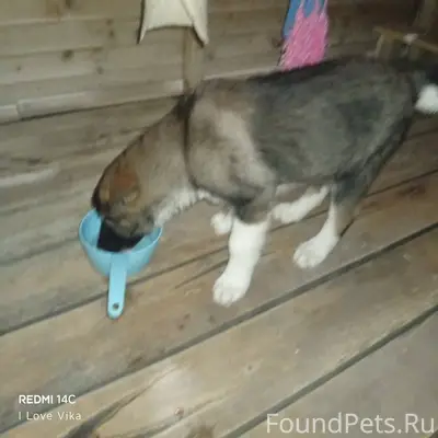 Найден щенок у рынка города Да...