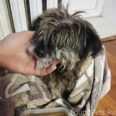 Найдена собака на пруду станко...