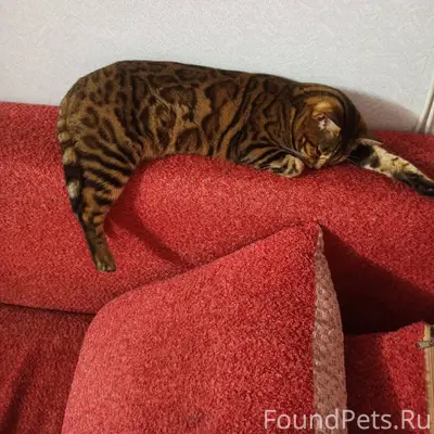 Пропала кошка в ночь 30 декабр...