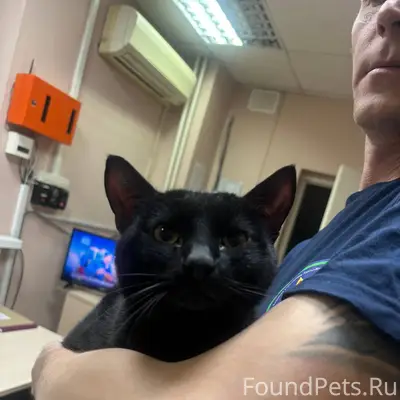 Найден кот по дороге в сторону...