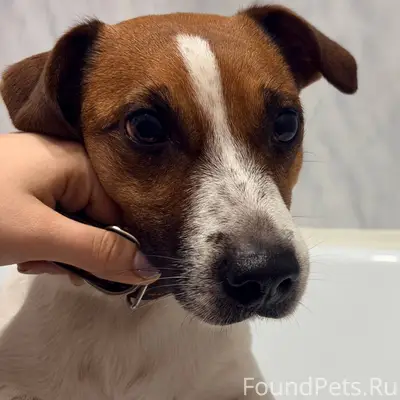 Найдена собака породы Джек-рас...