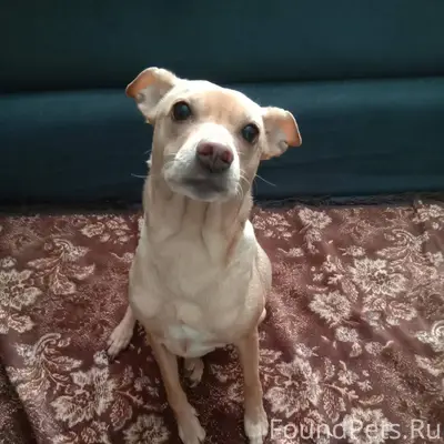 Потерялась собака Важна любая ...