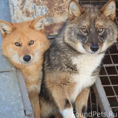 Найдена самая советская собака...