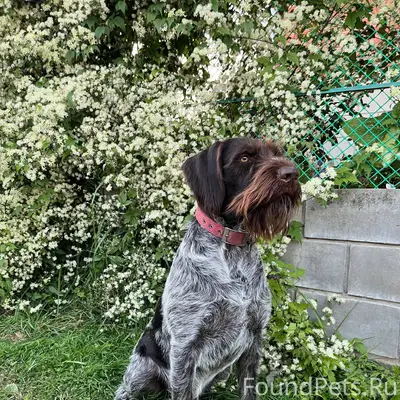 Пропала собака! Убежала 30.12....