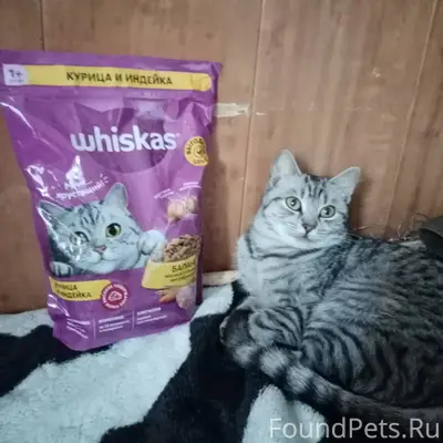 Пропала, кошка! Или, украли! П...