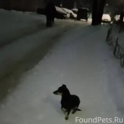 Срочно, собака, похожа на поме...