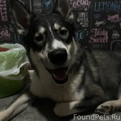 Всем здравствуйте! Пропал пес,...