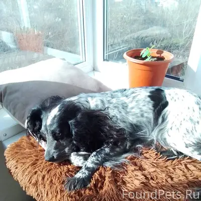 Потерялась собака район переез...