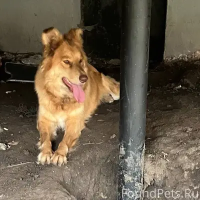 Потерялась собака, ориентирово...