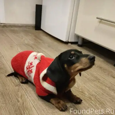 Друзья , помогите найти собаку...