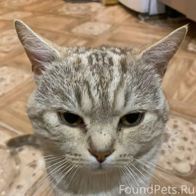 ПРОПАЛ КОТ 🐱 Барсик, серый кот...