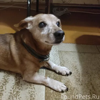 Найдена собака по адресу Кузьм...