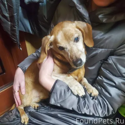 Найдена собака Федосеева 37 ми...