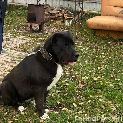 ПРОПАЛА СОБАКА 📍 Место: г. Кор...