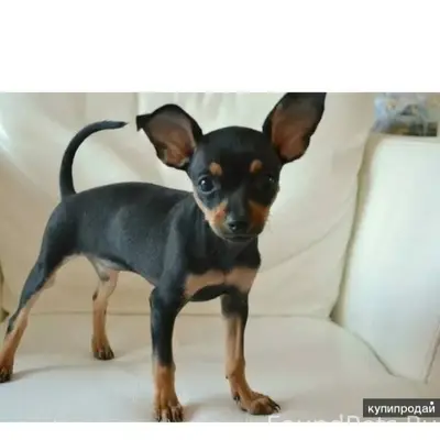 Срочно. При взрывах феерверков...