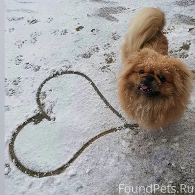 Белореченск, потерялась собака...