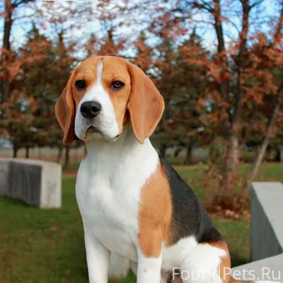 Потерялась собака на микраге