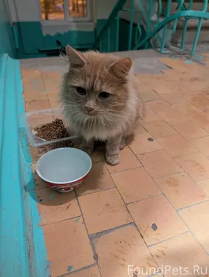 Хозяин найдись! Кот прибился в...