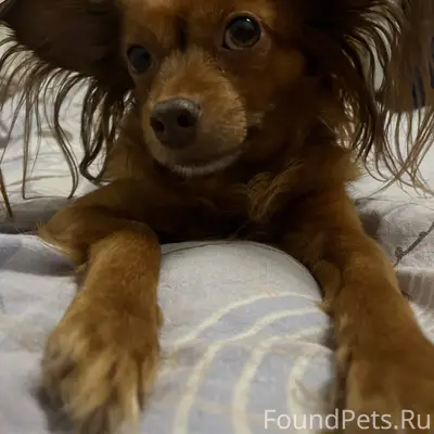 Пропала собака, испугалась сал...