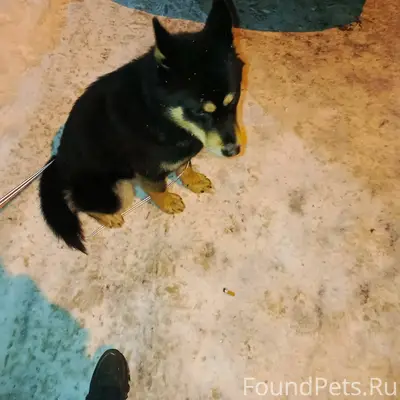 Потерялась собака,видимо испуг...