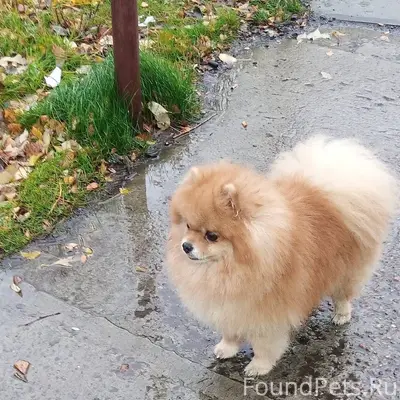 В районе фонтана на монче поте...