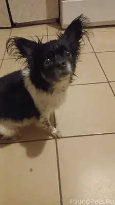 Найдена собака, муж выловил из...