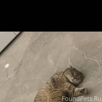 Пропала кошка Если кто-то увид...