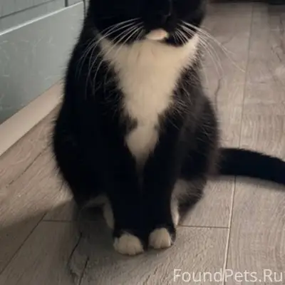 Пропала кошка в районе зареки,...