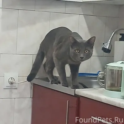 30 декабря пропал кот, по адре...