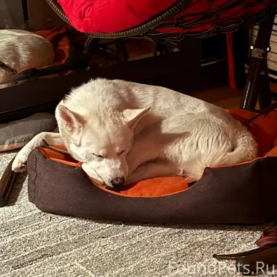 Пропал пёс Откликается на окси...