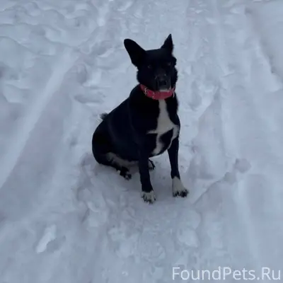 Потерялась собака, если видели...