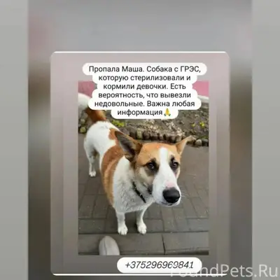 Беларусь!!! В Жодино пропал пё...