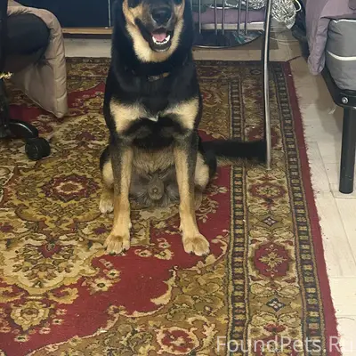 Потерялась собака по кличке Рэ...