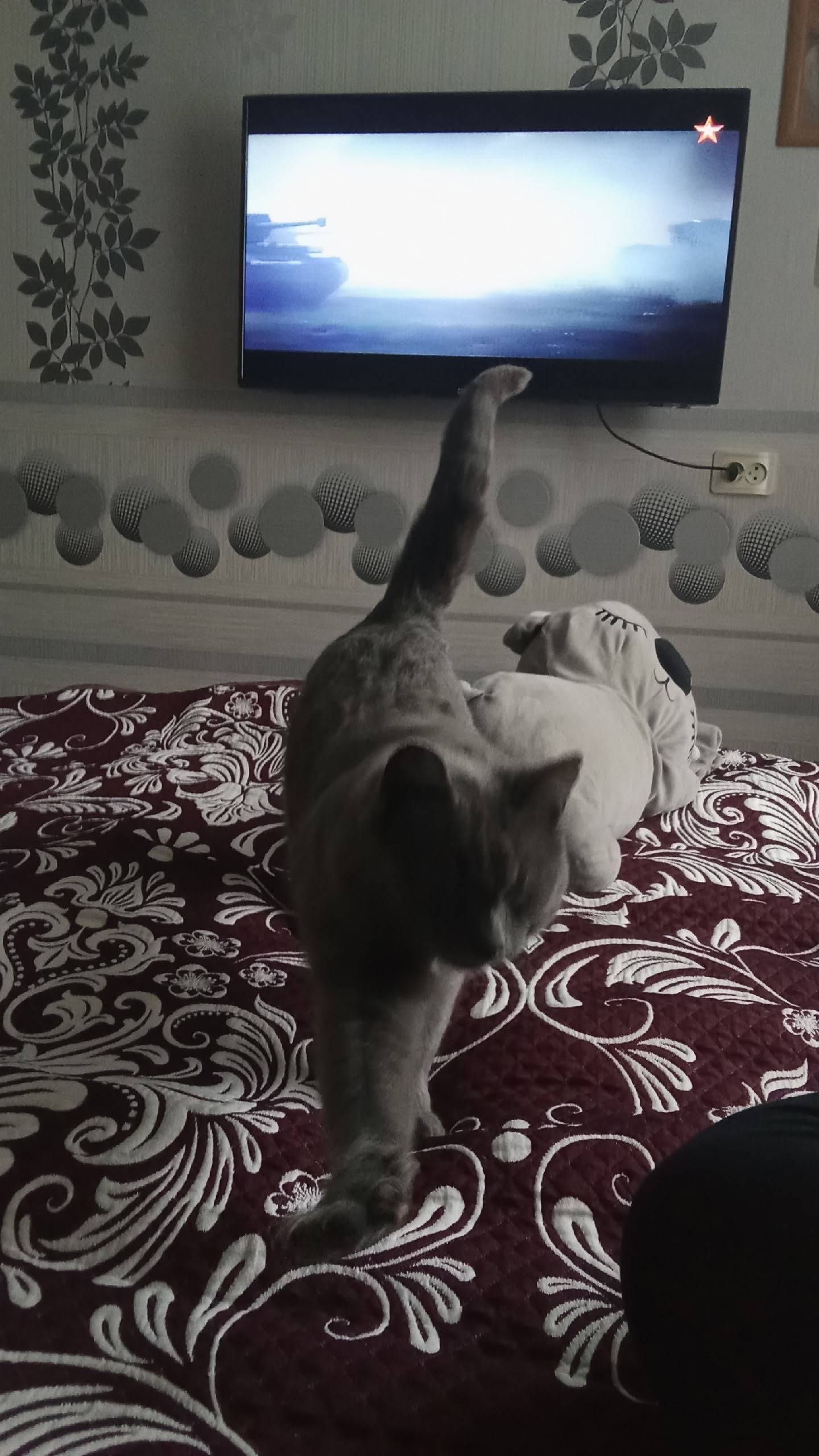 Пропал кот ул Шубина писать в....