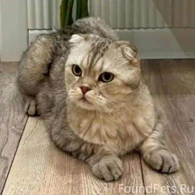 #ПотерянКот_Алматы ПРОПАЛ КОТИ...